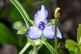 Spiderwort May 2021
